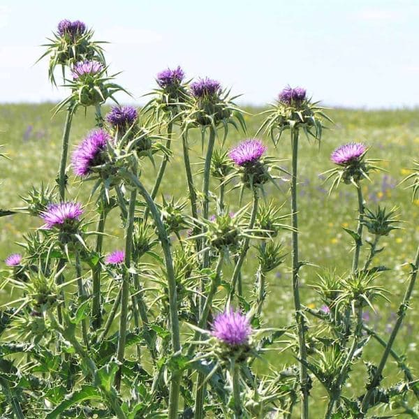 Thistle