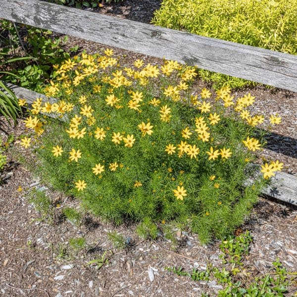 Threadleaf Coreopsis