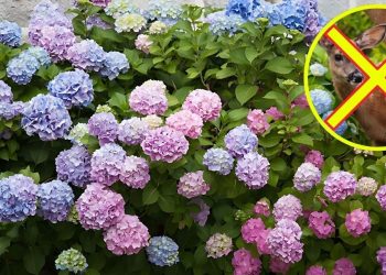 Do Deer Eat Hydrangeas? 8 Tips To Keep Deer Away Your Flowers Tips To Keep Deer Away Your Flowers