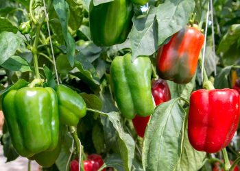 Tips to Ripen Your Bell Peppers