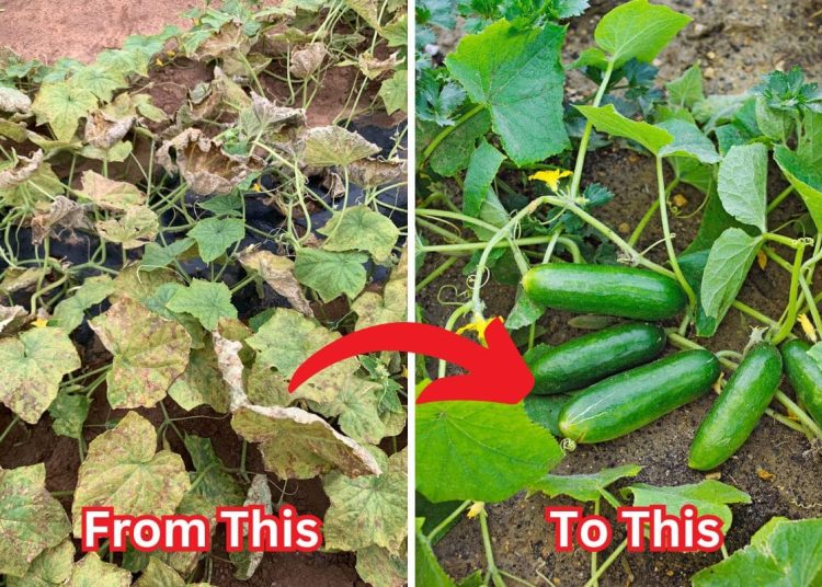 Top 15 Common Diseases On Cucumbers