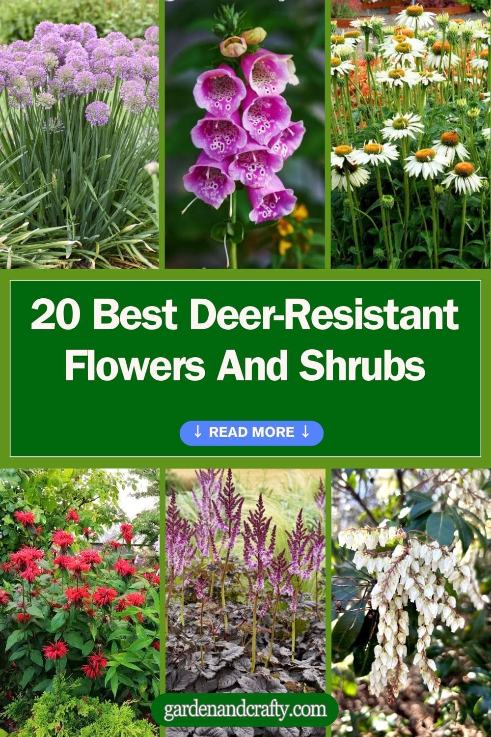 Top 20 Best Deer-Resistant Flowers And Shrubs