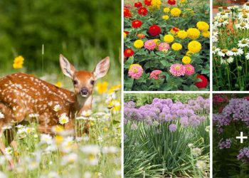 Top 20 Best Deer-Resistant Flowers And Shrubs Top 20 Deer-Resistant Flowers And Shrubs