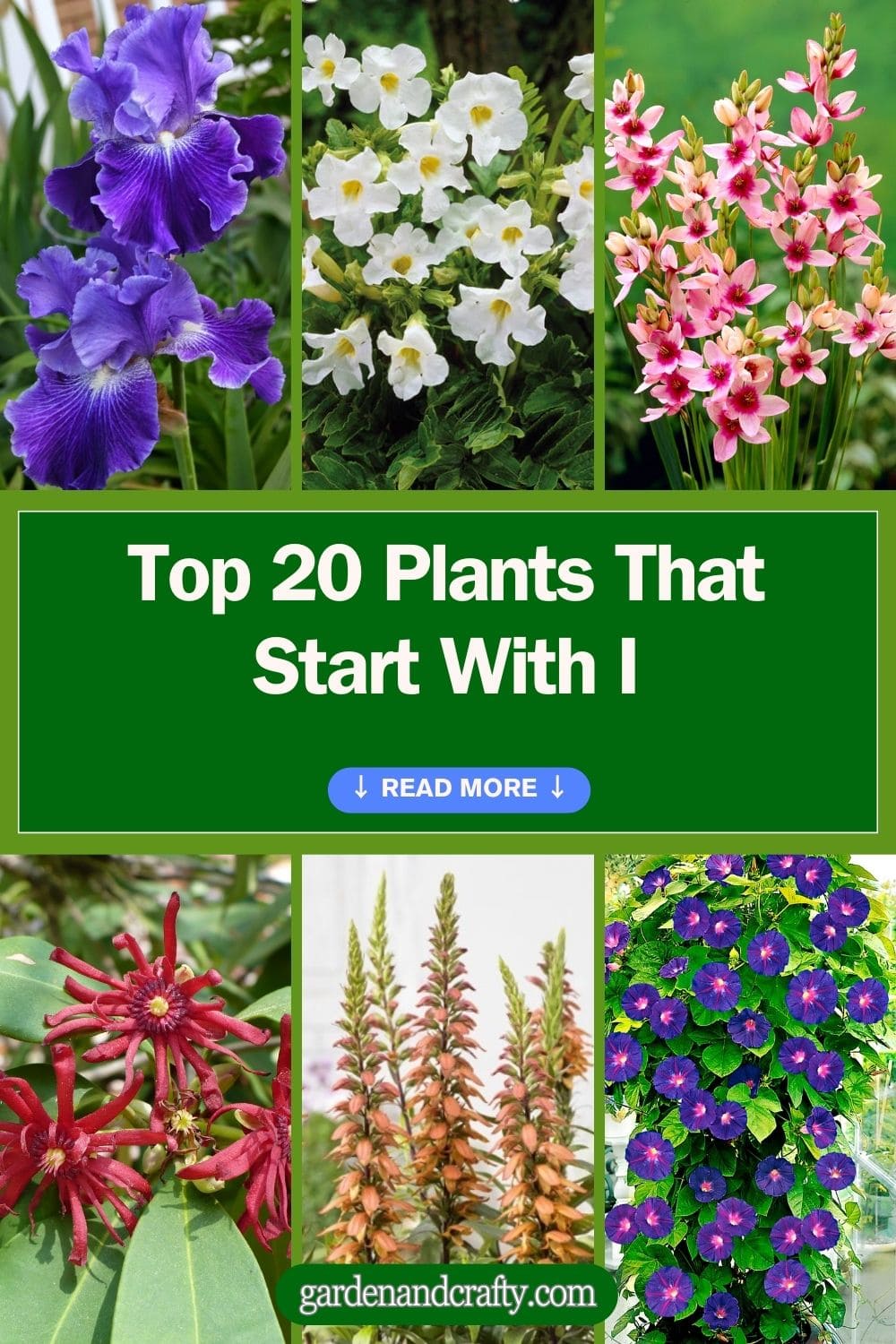 Top 20 Plants That Start With I