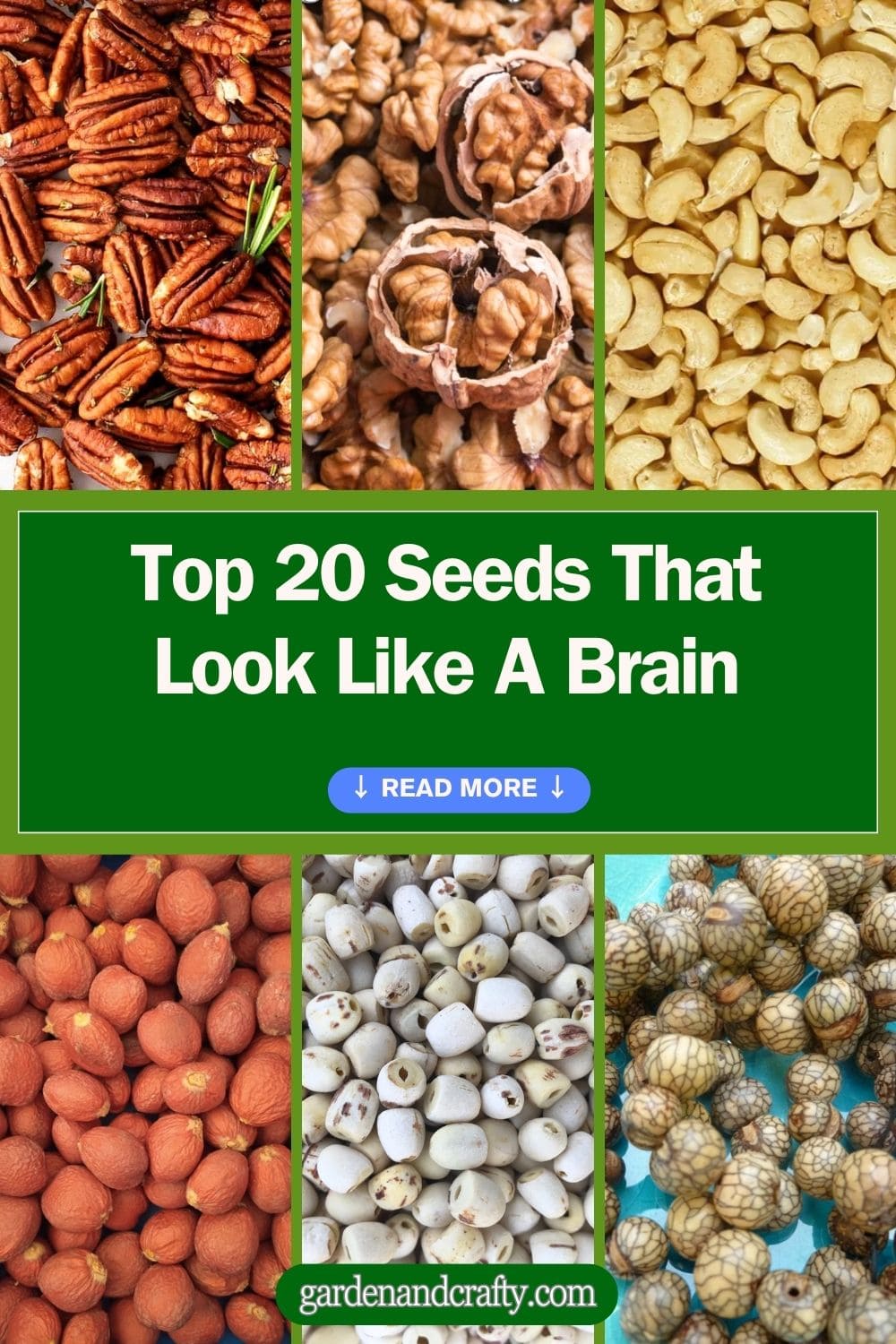 Top 20 Seeds That Look Like A Brain