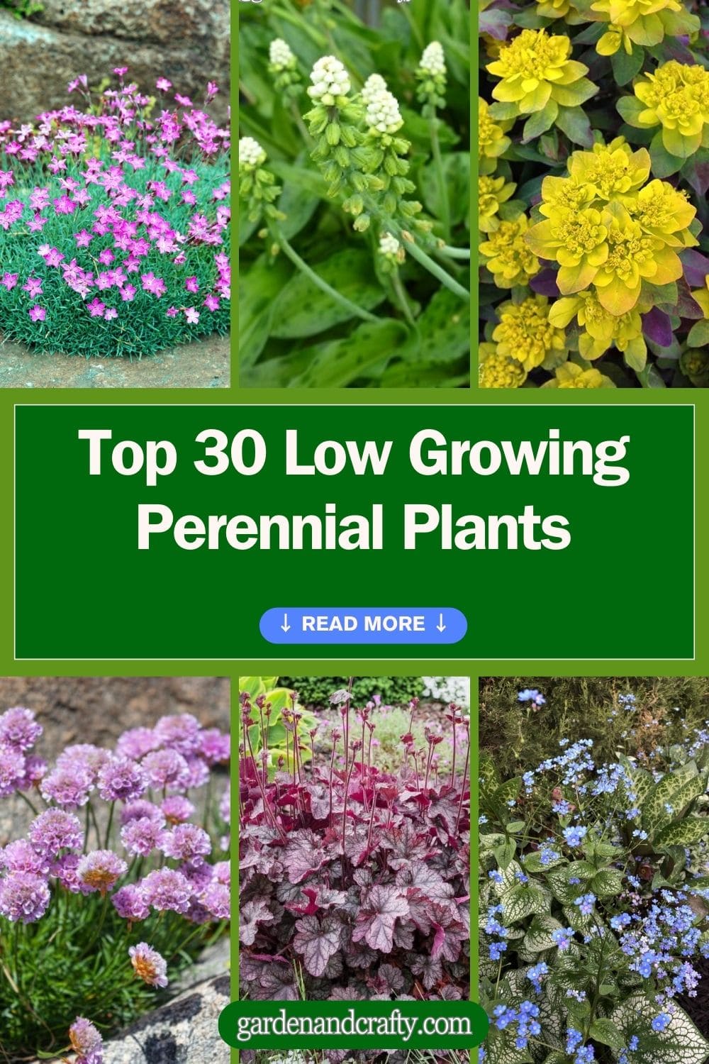 Top 30 Low Growing Perennial Plants For Your Garden