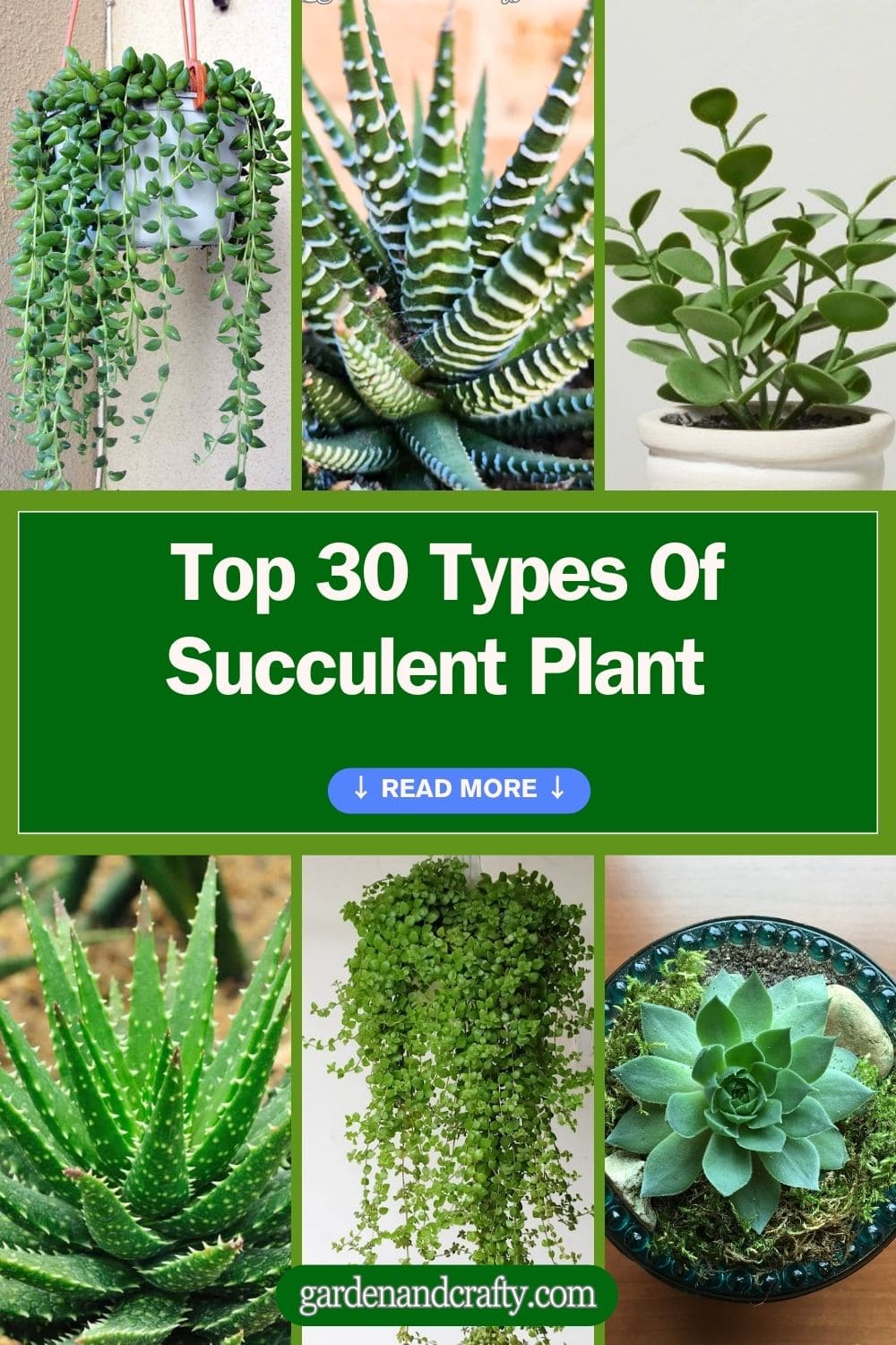 Top 30 Types Of Succulent Plant With Pictures And Names