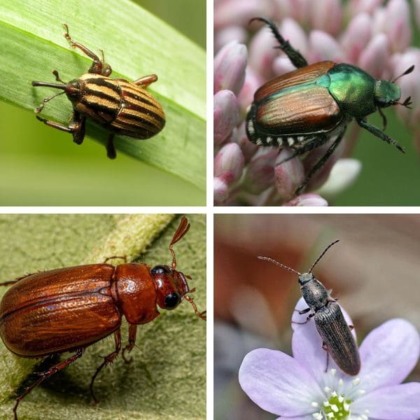 Types Of Beetles That Produce Lawn Grubs