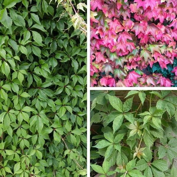 Types Of Virginia Creeper