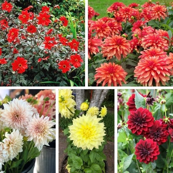 Varieties of Dahlia