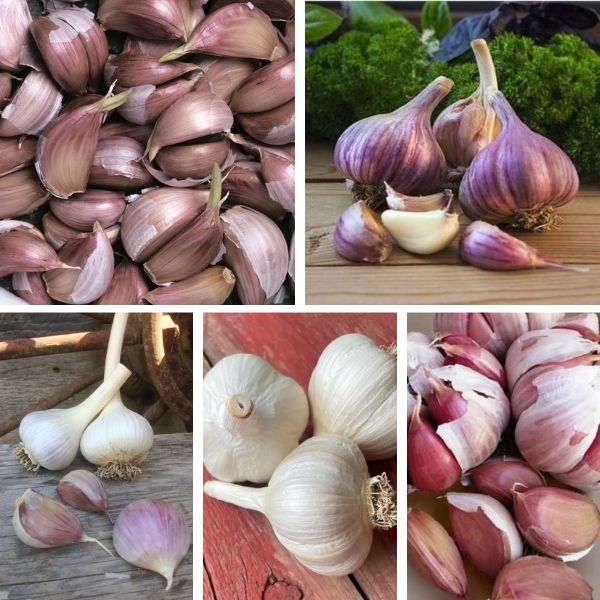 Varieties of Hardneck Garlic