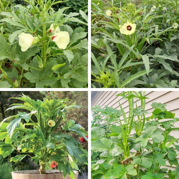 Varieties of Okra In Pots