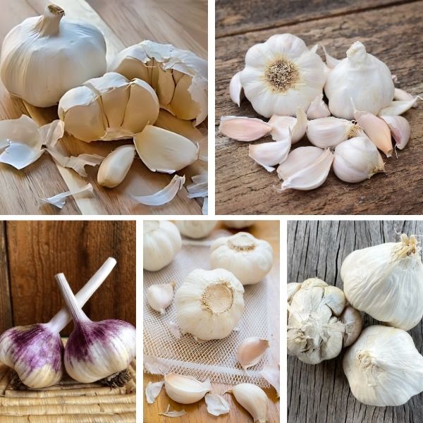 Varieties of Softneck Garlic