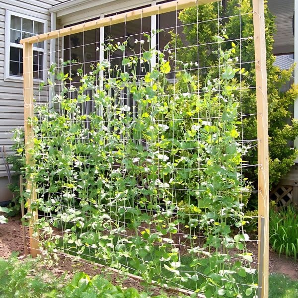 Vertical Garden Trellis 