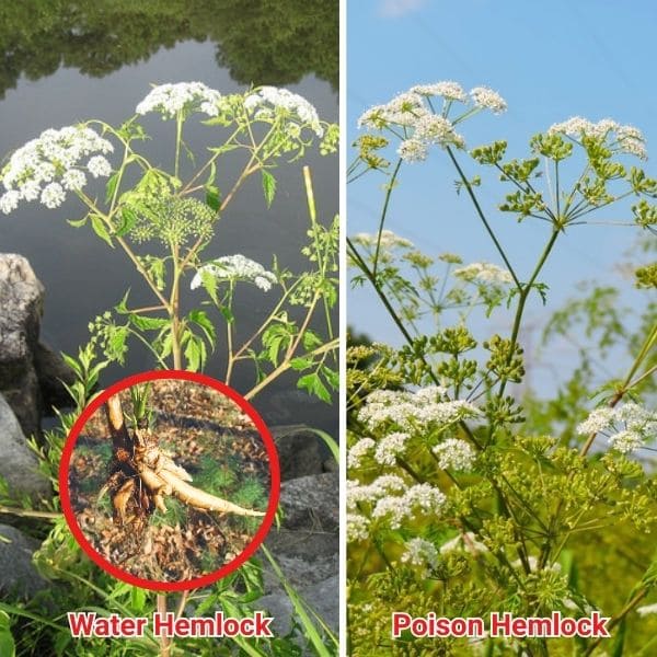 Water Hemlock