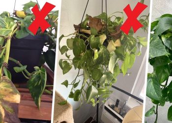Watering Pothos: When, How Often, And How Much Is Needed Watering Pothos