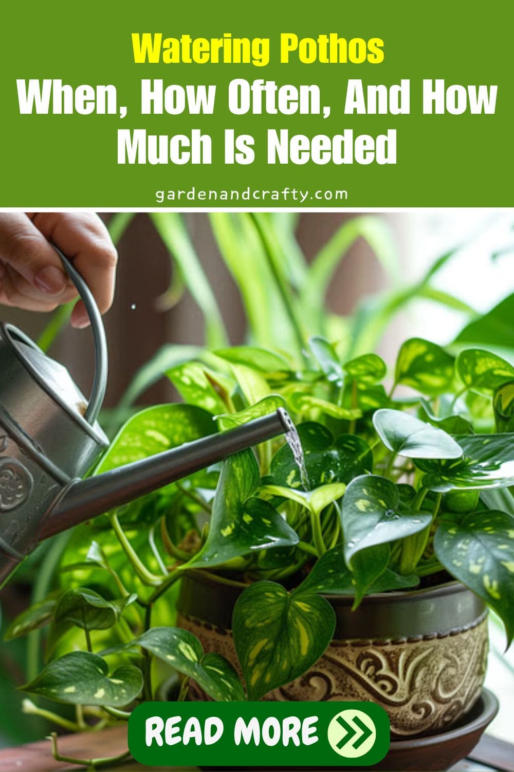 Watering Pothos: When, How Often, And How Much Is Needed