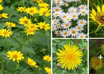 Weed That Looks Like A Sunflower