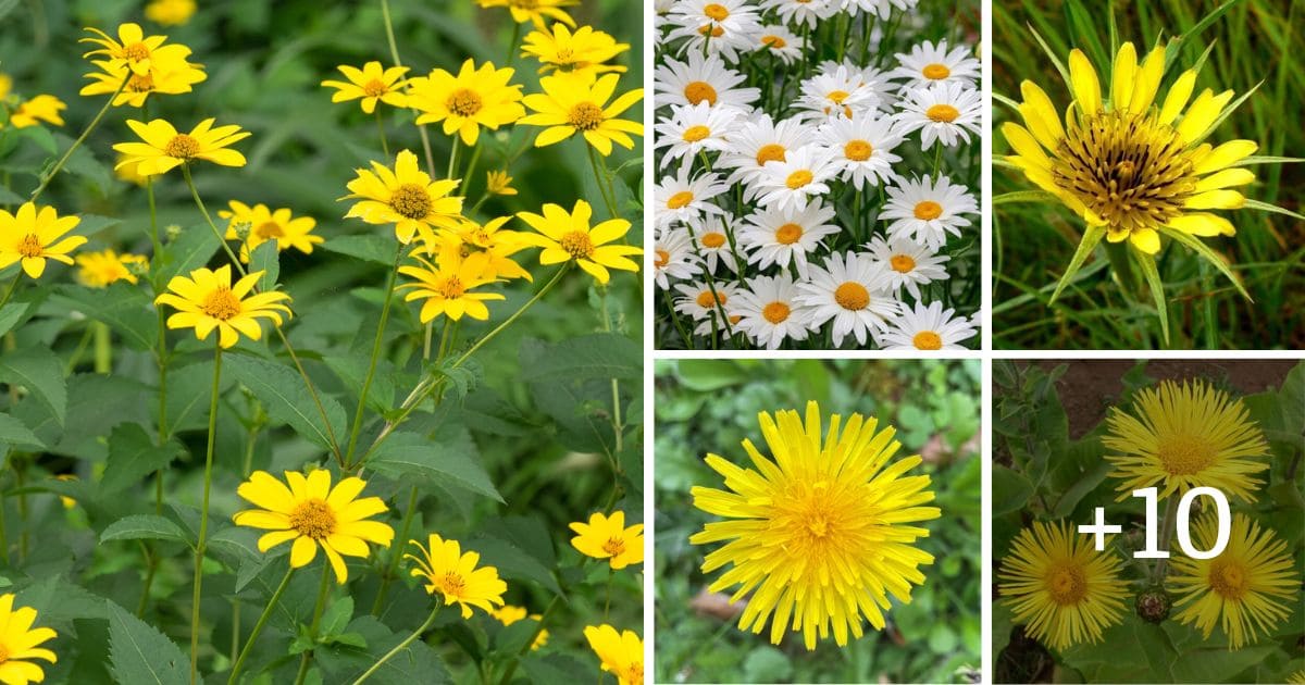 14 Types Of Weed That Looks Like A Sunflower