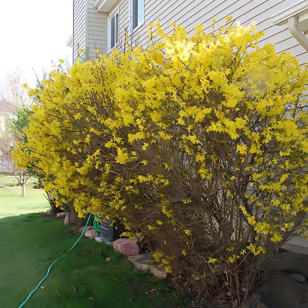 Weeping Forsythia