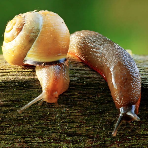 What are Slugs and Snails?