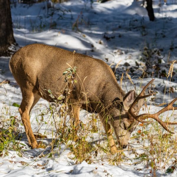 When Deer Eat Begonias?