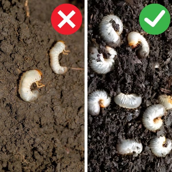 When to Remove Lawn Grubs