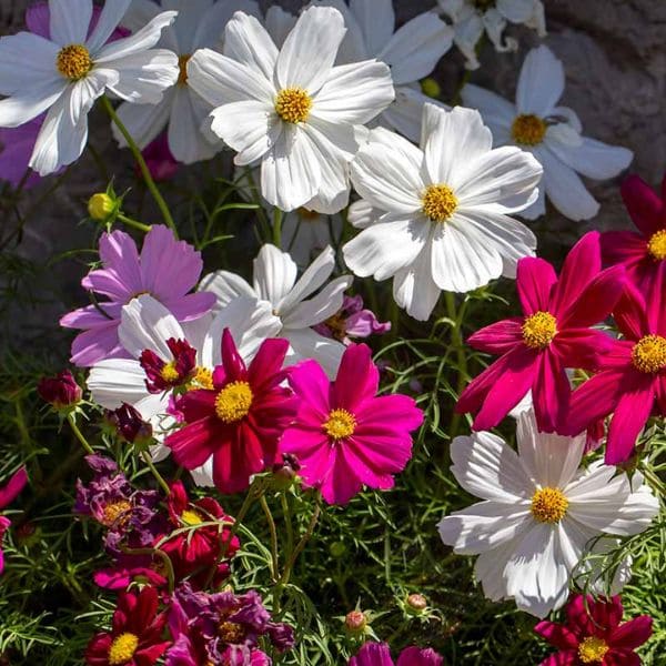 White Cosmos And Other Cosmos Species