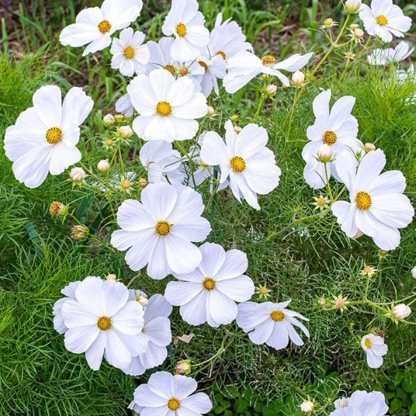 White Cosmos