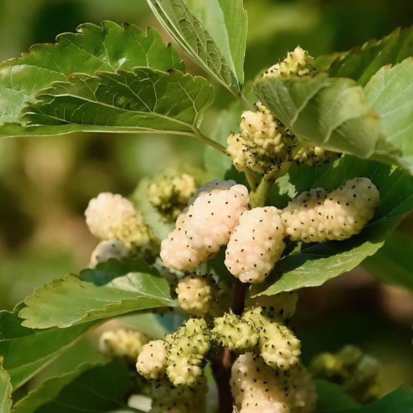 White Mulberry