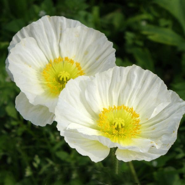 White Poppy