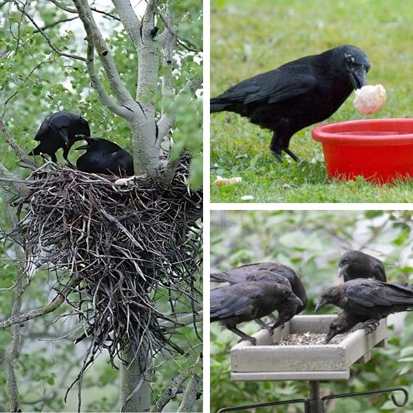 Why Are Crows in My Yard? 