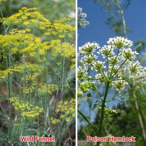 Wild Fennel