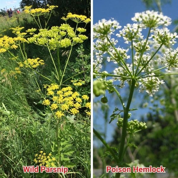 Wild Parsnip