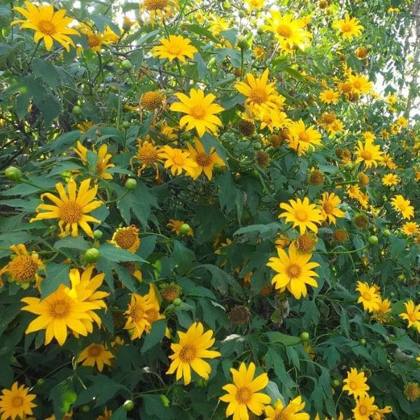 Wild Sunflower