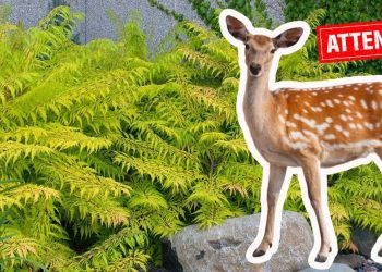 Do Deer Eat Ferns? Will Deer Eat Ferns?