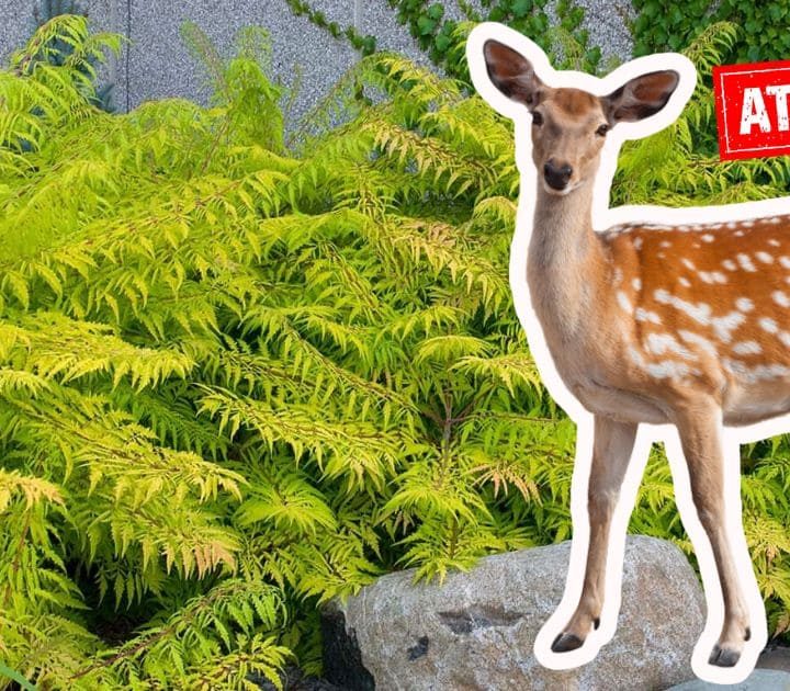 Do Deer Eat Ferns?