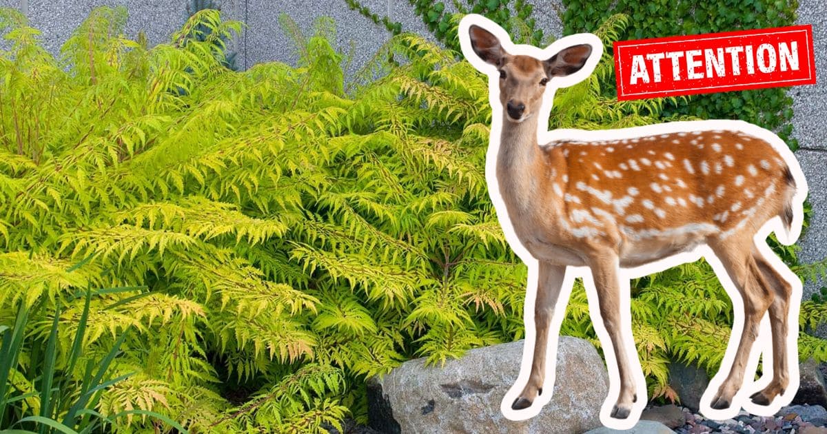 Do Deer Eat Ferns?