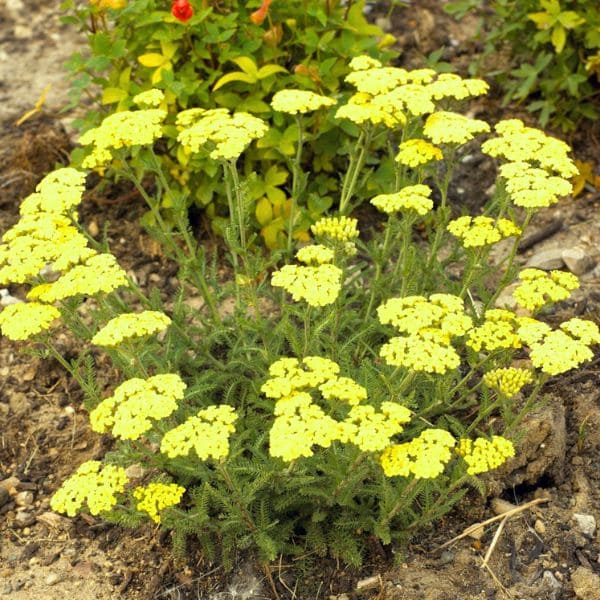 Yarrow