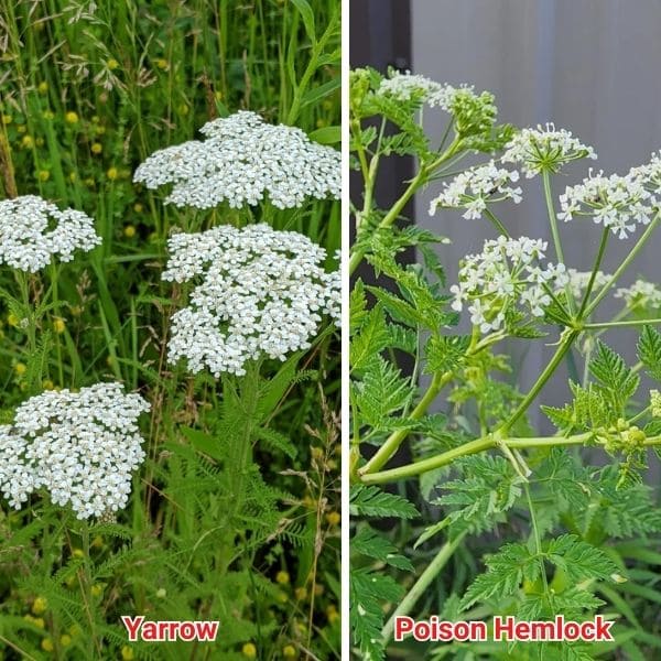 Yarrow