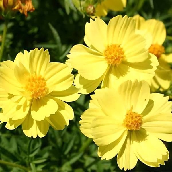 Yellow Cosmos