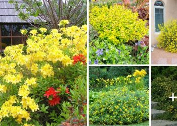 Yellow Flowering Bushes