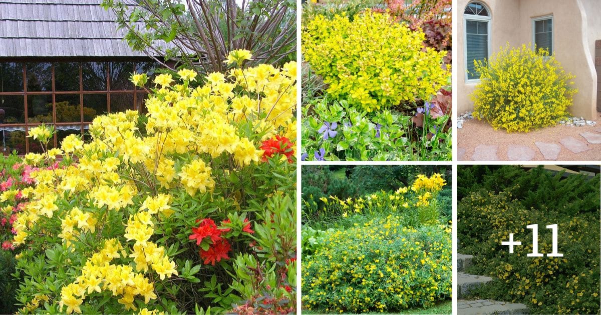 15 Best Yellow Flowering Bushes