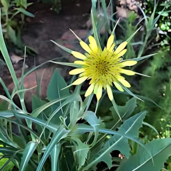 Yellow Salsify