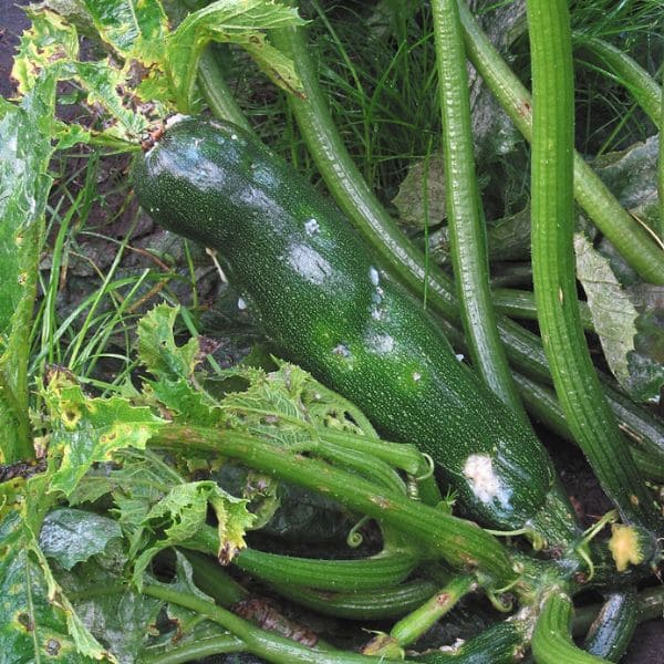 Zucchini Yellow Mosaic Virus