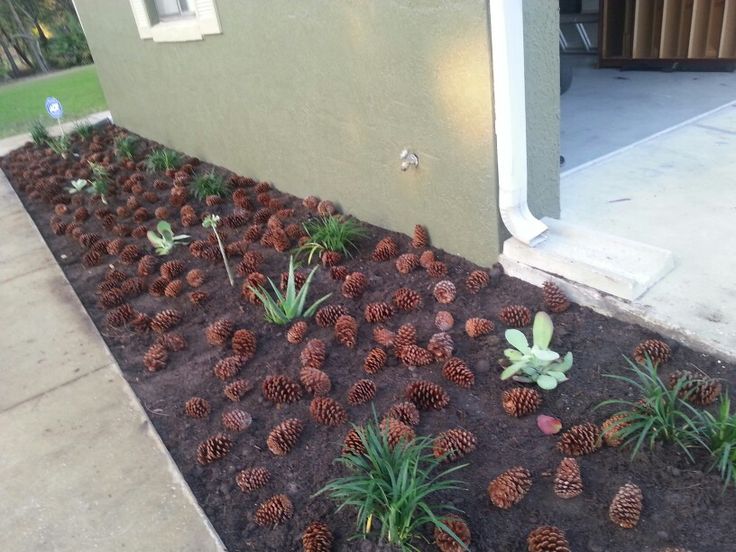 Pine Cones as Aesthetic Appeal