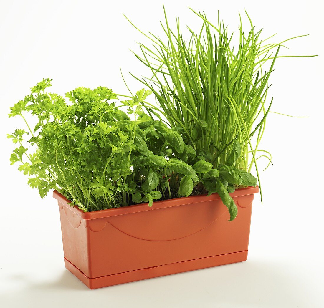 Parsley and Chives