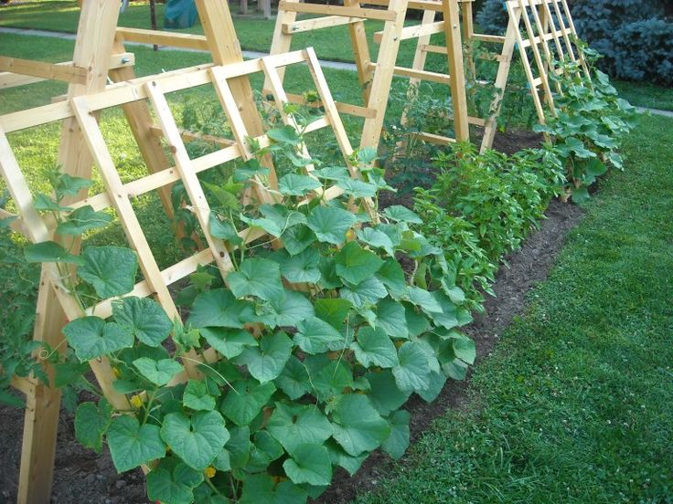 Repurposed Pallet Trellis