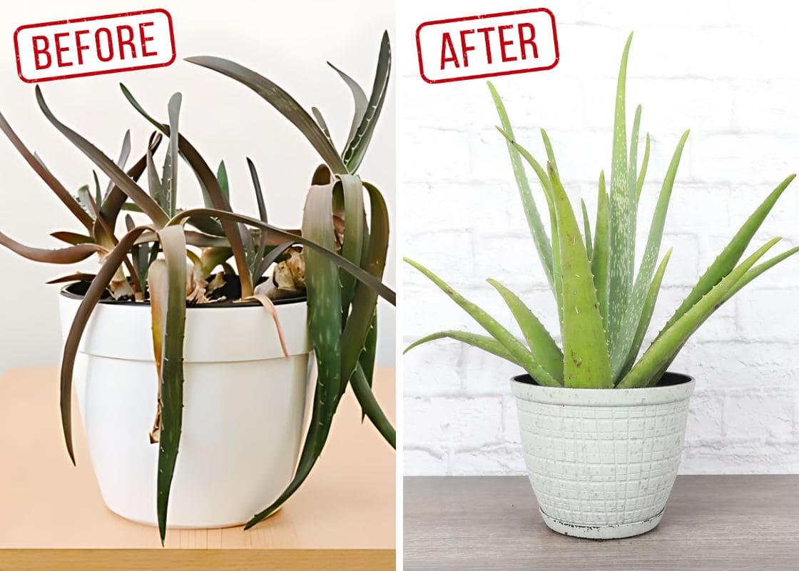 These Are 10 Common Mistakes That Make Your Aloe Vera Plants Die