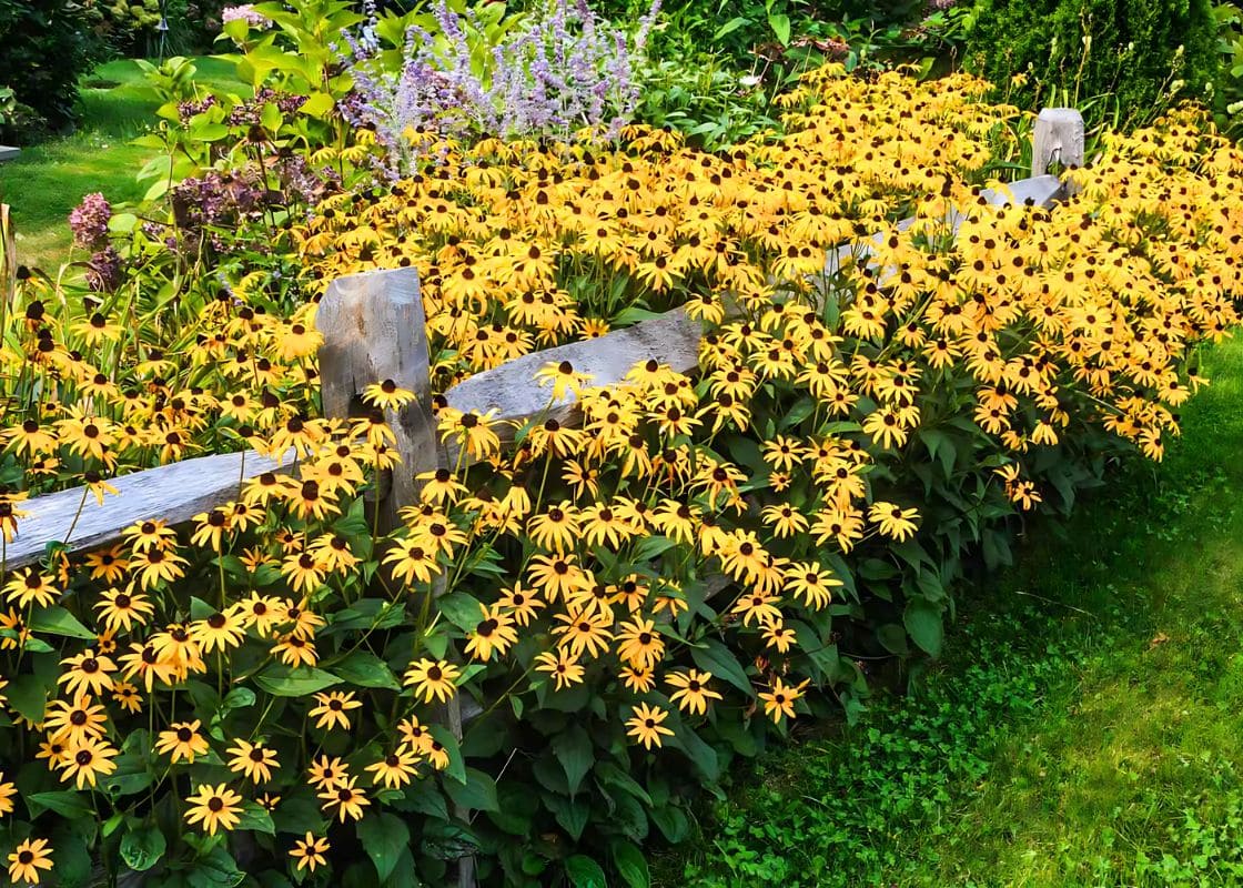 You Don’t Need to Water Thanks to These Drought-Resistant Perennials